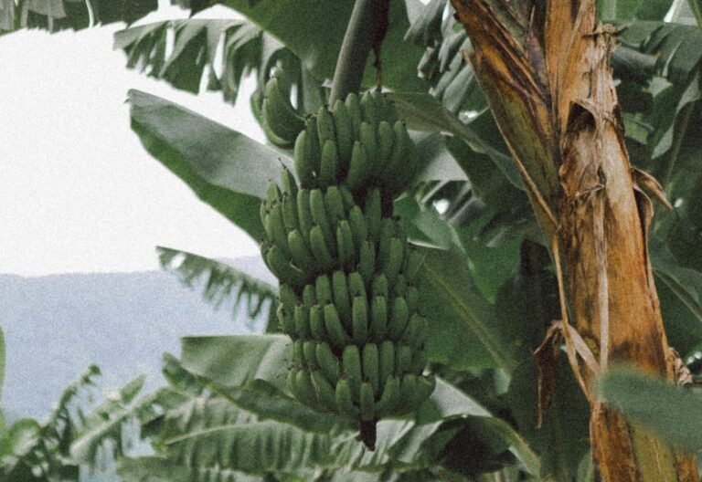 Banana plantation with green bananas growing on trees – sustainable banana farming for banana fiber production
